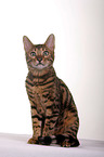 sitting Bengal Cat