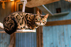 lying Bengal Cat