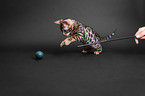 jumping Bengal cat