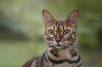 adult Bengal Cat