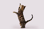 Bengal Cat