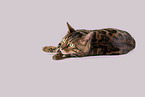 Bengal Cat