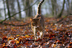 Bengal Cat in the woods