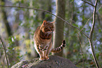 Bengal Cat in the woods