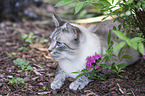 Bengal Cat