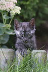 Bengal Cat Kitten