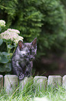 Bengal Cat Kitten