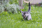 Bengal Cat Kitten