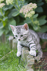 Bengal Cat Kitten