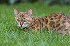 Bengal Cat