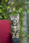 Bengal Cat Kitten