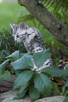 Bengal Cat Kitten