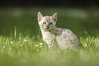 Bengal Kitten