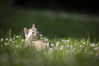 Bengal Kitten