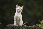 Bengal Kitten