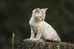 Bengal Kitten