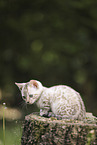 Bengal Kitten