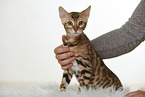 Bengal Kitten