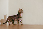 Bengal Kitten