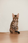 Bengal Kitten