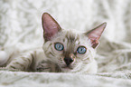 Bengal Cat Kitten