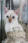 Bengal Cat Kitten