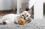 Bengal Cat Kitten