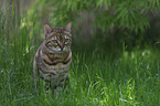 Bengal Cat