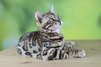 Bengal cat