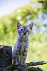 Bengal kitten