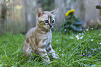 Bengal kitten
