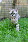 Bengal kitten