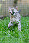 Bengal kitten