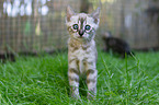 Bengal kitten