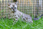 Bengal kitten