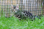 Bengal kitten