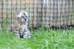 Bengal kitten