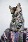 Bengal kitten