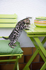 Bengal kitten