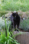 Bengal cat in the garden