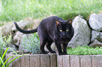 Bengal cat in the garden