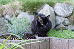 Bengal cat in the garden