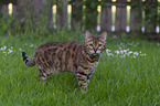 Bengal cat in the garden