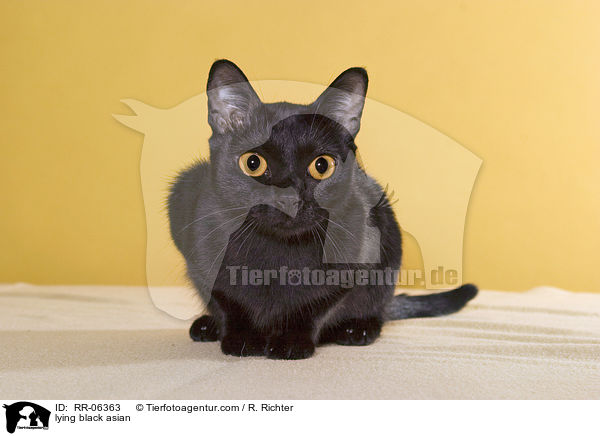 liegende Bombaykatze / lying black asian / RR-06363