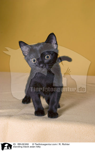 standing black asian kitty / RR-06368
