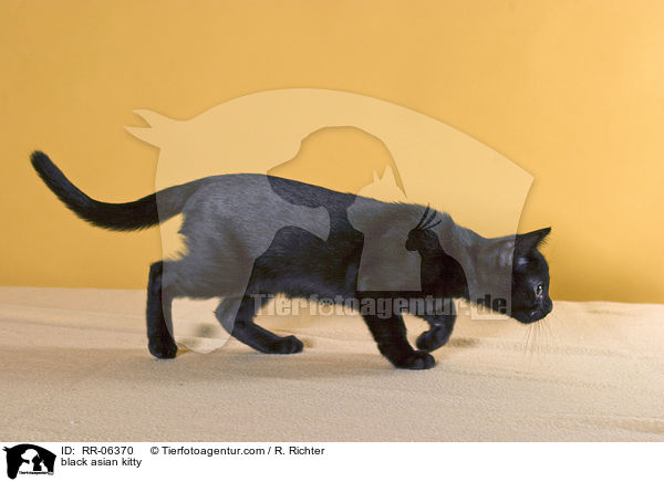 black asian kitty / RR-06370