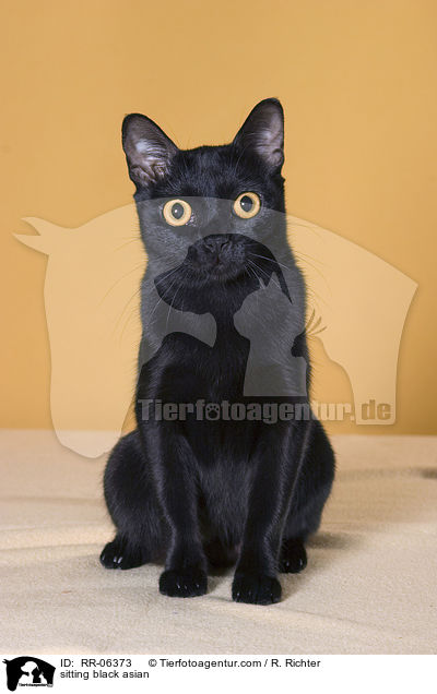 sitzende Bombaykatze / sitting black asian / RR-06373