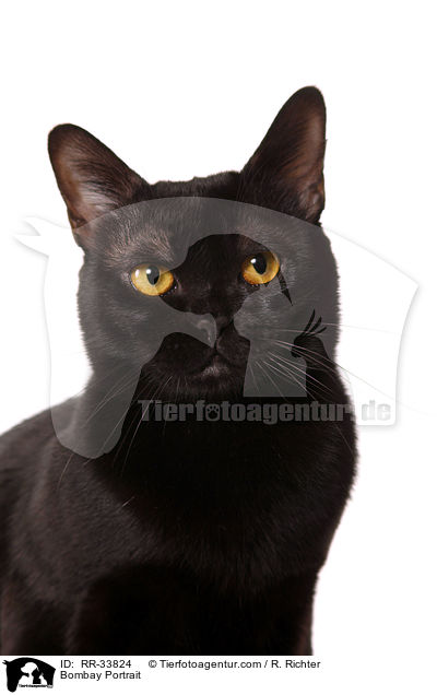 Bombay Portrait / Bombay Portrait / RR-33824