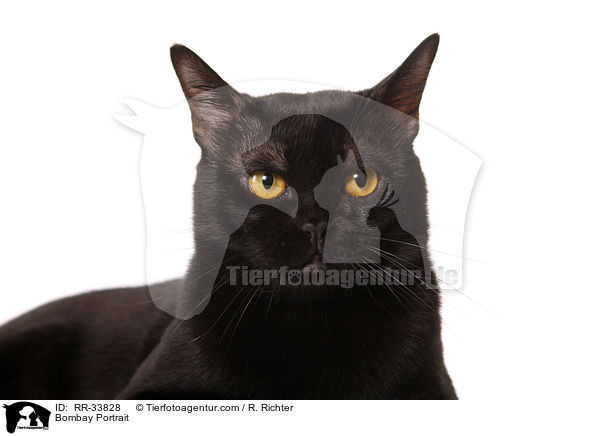 Bombay Portrait / Bombay Portrait / RR-33828