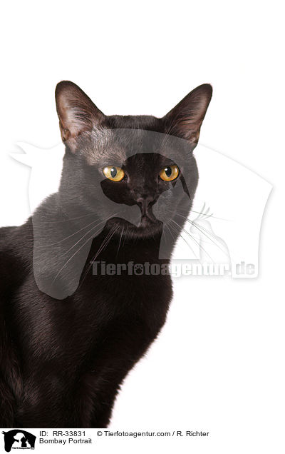 Bombay Portrait / Bombay Portrait / RR-33831